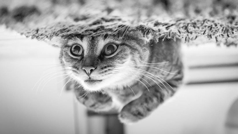 FOTO: Un gato 'zen' conquista las redes al aceptar su "destino inminente" de ser bañado