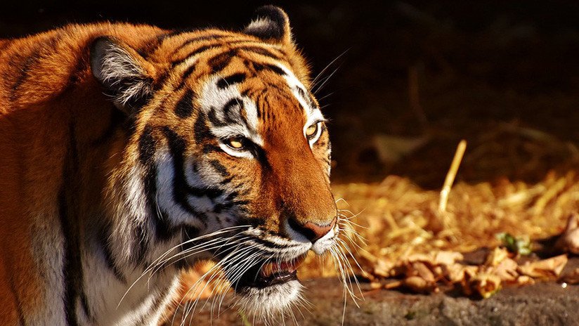 FUERTE FOTO: Un tigre ataca a su cuidadora en un zoo de Rusia