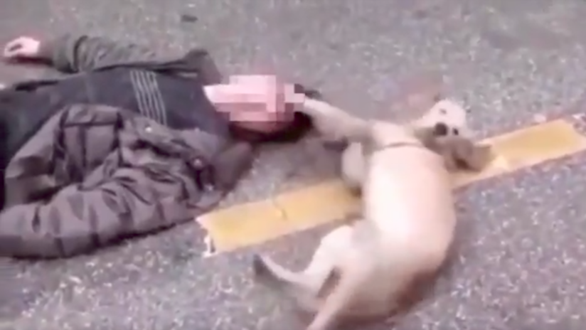 VIDEO: Conmovedor momento en el que un perro trata de despertar a su dueño desmayado en plena calle