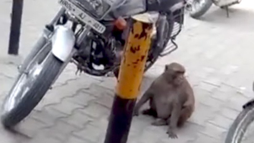 Un mono adicto a la gasolina tiene a motoristas en jaque en la India (VIDEO)