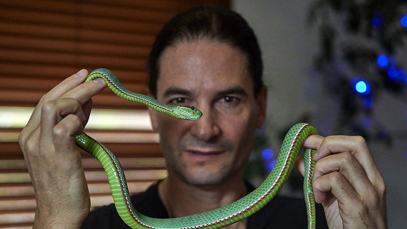 Lleva 30 años inyectándose veneno de serpiente y no ha vuelto a enfermarse