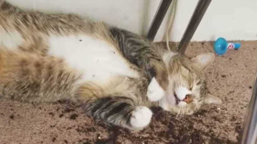 VIDEO VIRAL: Así quedaron estos gatos tras comerse las plantas de marihuana de su dueña