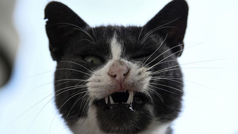 Un gato callejero, principal sospechoso de un "intento de asesinato" en Japón