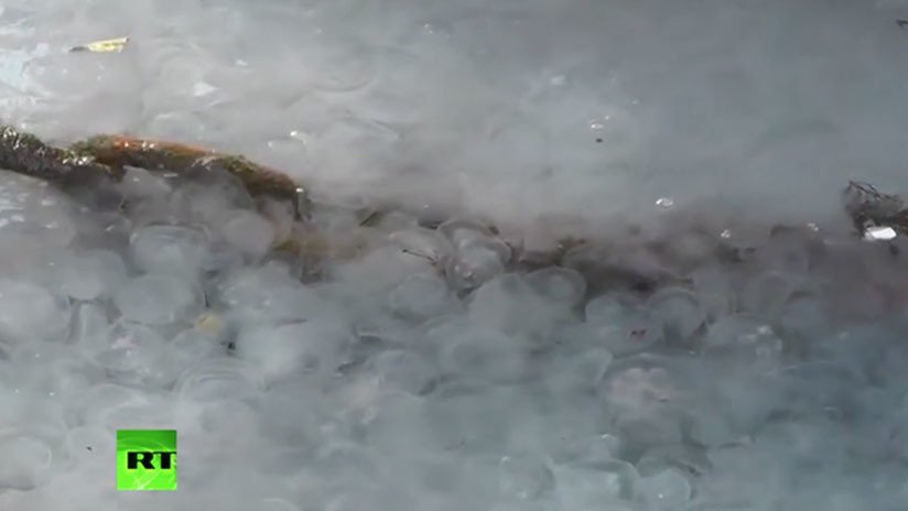 Video: Las medusas convierten en una masa viscosa las aguas de Crimea