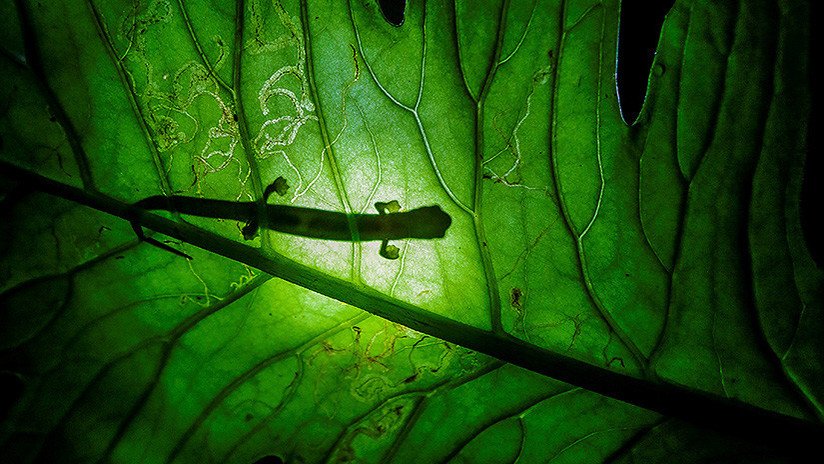 FOTOS: Captan por primera vez en nuestro siglo a esta rara especie en la selva de Guatemala  