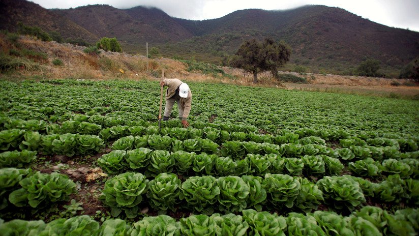 Campesinos o Agroindustria: ¿Quién nos alimenta en realidad?
