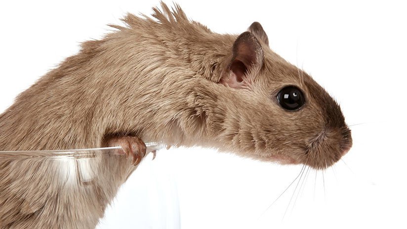 Los ratones 'bebedores' cambian de pareja si la suya es abstemia