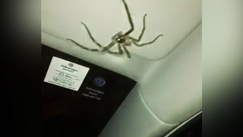 VIDEO: Una enorme araña 'secuestra' a una conductora australiana en plena autopista