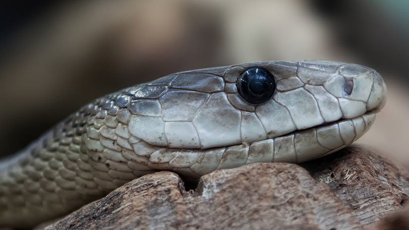 VIDEO: Pasajero atrapa y mata con sus propias manos a una serpiente que desató el pánico en un tren