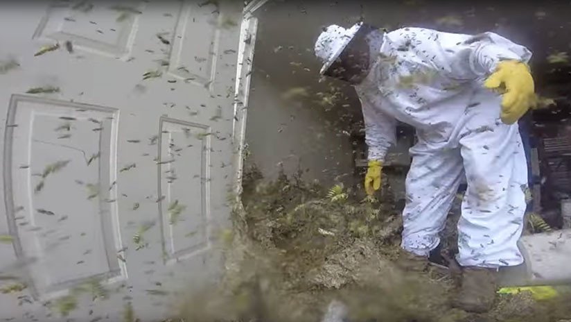 VIDEO DE PESADILLA: Destruye un nido de avispones del tamaño de una nevera