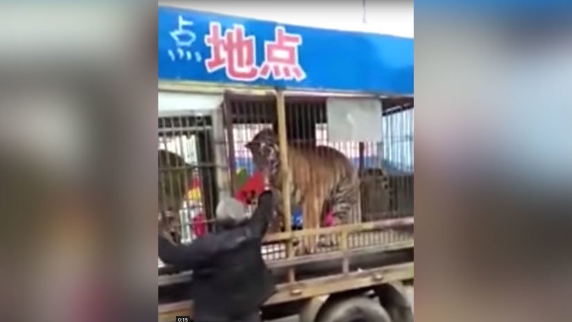 FUERTE VIDEO: Un hombre es ferozmente mordido en la calle por el tigre de un circo en China