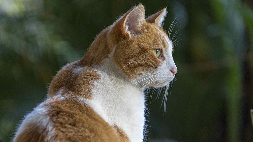 Desenmascaran a la persona que intentó matar a Obama gracias al pelo de su gato