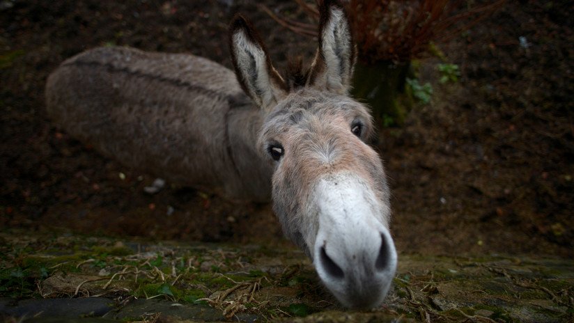 Decenas de burros son torturados y sacrificados en China para producir una medicina 'milagrosa'