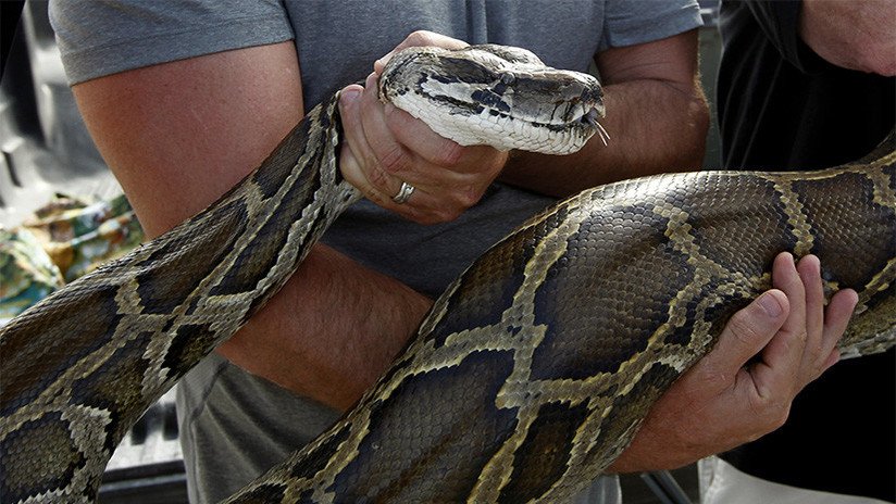 FOTO 18+: Una serpiente estrangula a un hombre ante los ojos de su hermana