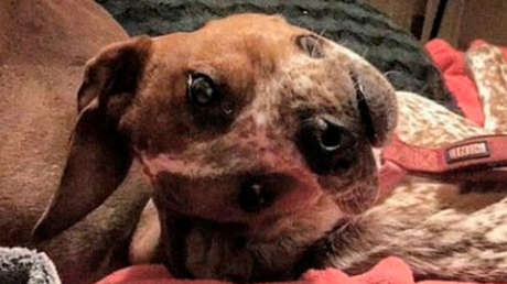 FOTO: Una ilusión óptica con un perro 'deforme' conquista las redes