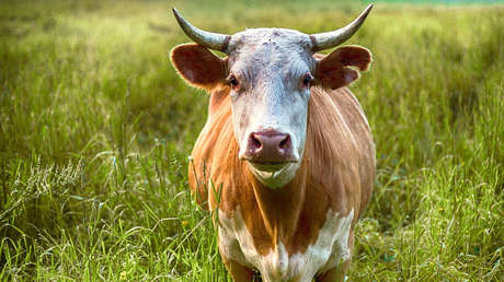 Pakistán: Una vaca ataca a su verdugo cuando se disponía a sacrificarla (VIDEO)