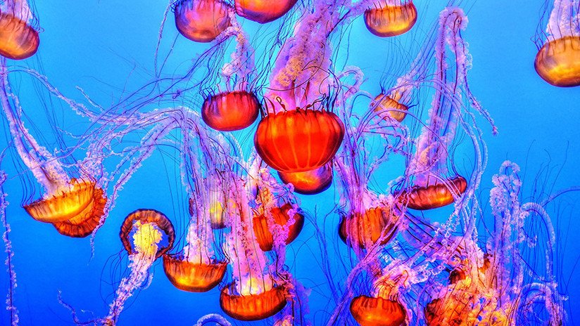 China se arma con una 'trituradora de medusas' para proteger a sus portaviones