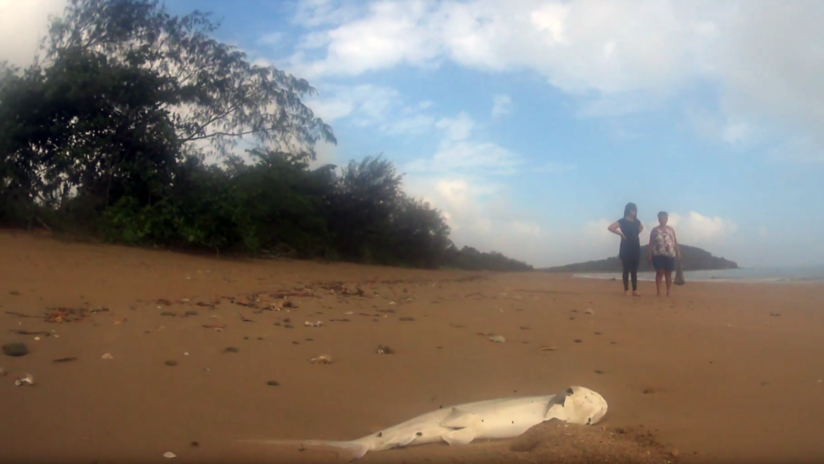 Al menos una docena de tiburones aparecen muertos misteriosamente en una playa de Australia (VIDEOS)