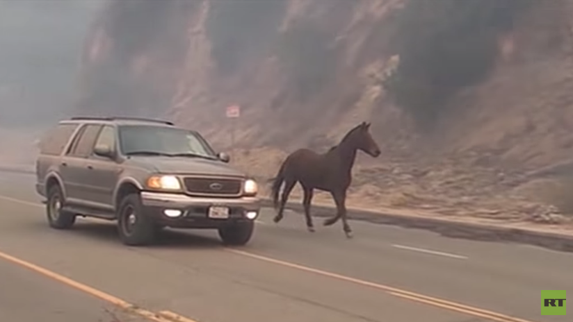 VIDEO: Californianos huyen del fuego, abandonando a sus animales