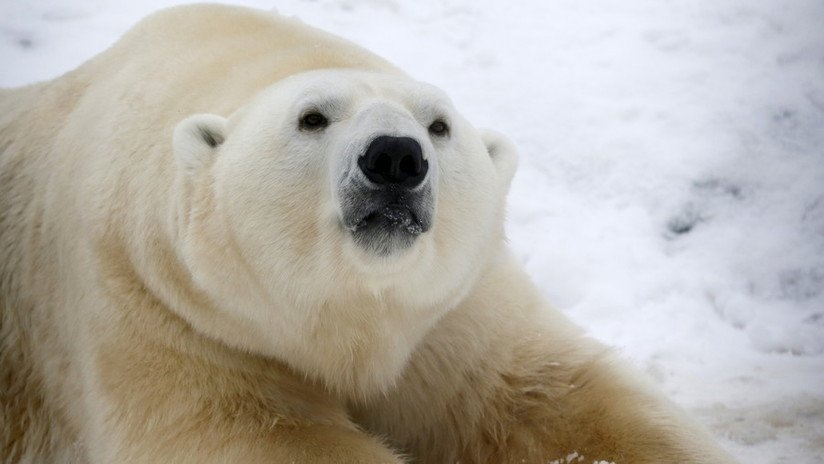 "Video desgarrador": Graban la muerte lenta y dolorosa de un oso polar hambriento