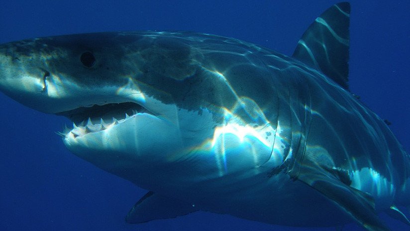 VIDEO: Un tiburón blanco casi le arranca la cabeza a un buceador