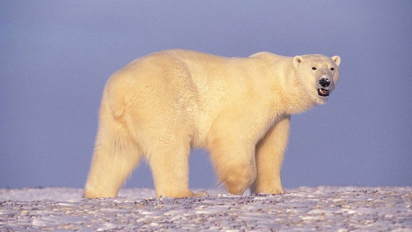 Ofrecen una explicación alternativa al "video desgarrador" del oso polar al borde de la muerte