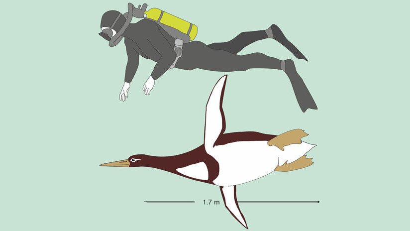FOTOS: Hallan una especie desconocida de gigante pingüino prehistórico que medía como un hombre