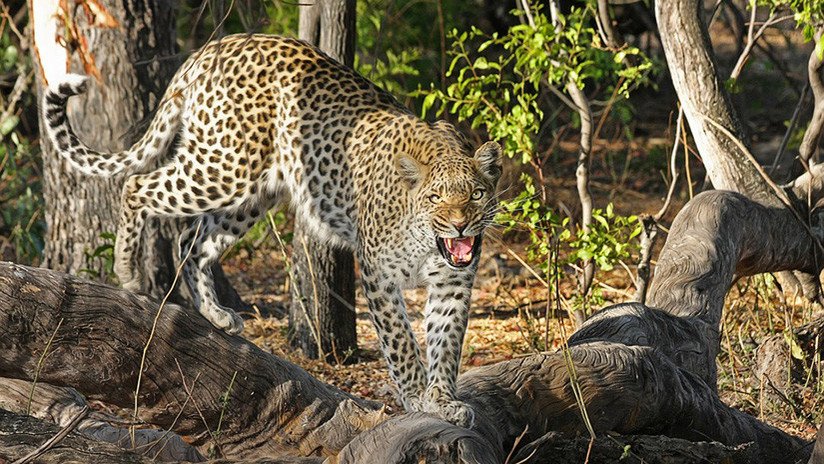 FUERTES IMÁGENES: La desesperada lucha de un hombre atacado por un leopardo salvaje 