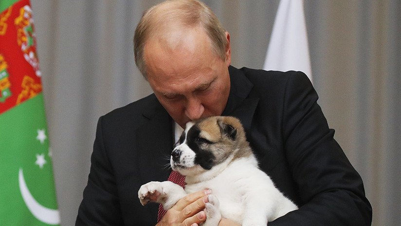 Putin firma la ley que endurece el castigo por delitos de crueldad hacia los animales 