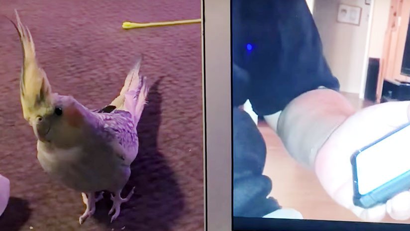 VIDEO: La cacatúa viral que cantaba el tono de llamada de iPhone ve su propio video y enloquece 