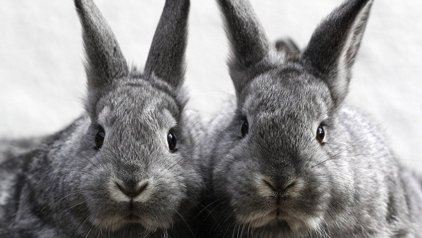 FUERTE VIDEO: El terrible maltrato de conejos criados para lujosos accesorios de piel en Francia