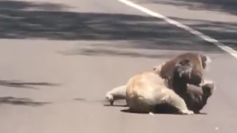 La pelea de dos koalas en medio de la carretera paraliza el tránsito 