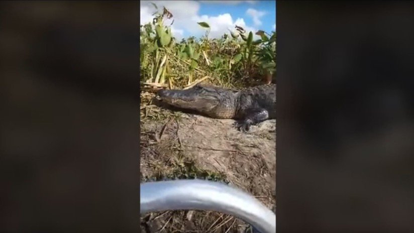 VIDEO: Unos turistas gritan de pánico cuando un caimán sube a su bote
