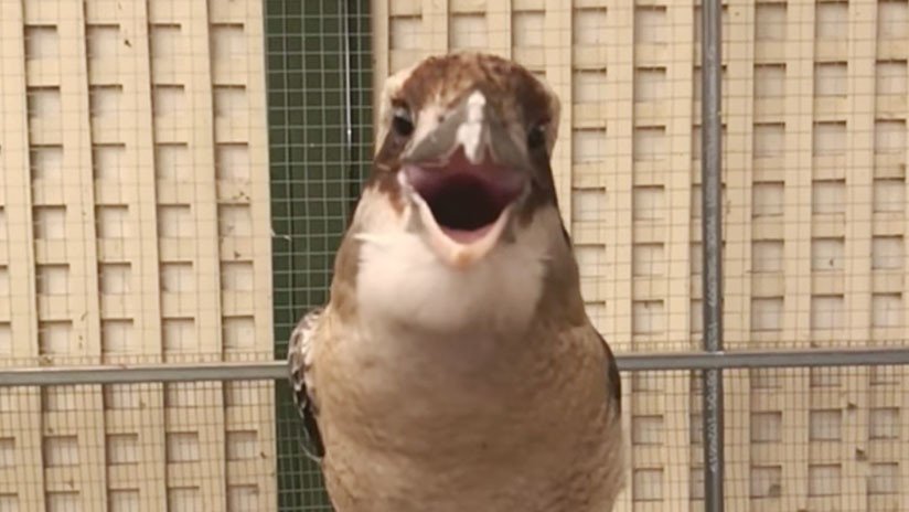Cucaburra 'diábólica': Una grabación revela la espeluznante risa de esta especie australiana (VIDEO)