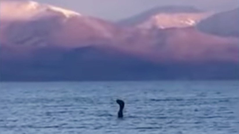 VIDEO: Descubren en los Balcanes una extraña criatura idéntica al monstruo del lago Ness