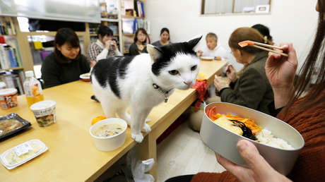 Antidepresivo felino: cómo los japoneses luchan contra el estrés en el trabajo