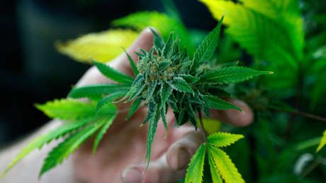 EE.UU.: Pareja de ancianos asegura a la Policía que 27 kilos de marihuana eran 'regalos de Navidad'
