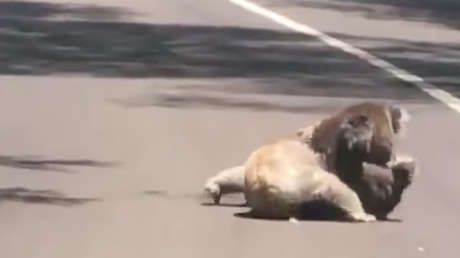 La pelea de dos koalas en medio de la carretera paraliza el tránsito