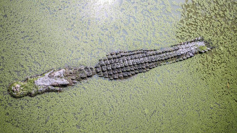 Un cocodrilo arrastra a un niño de cuatro años al fondo de una laguna en México