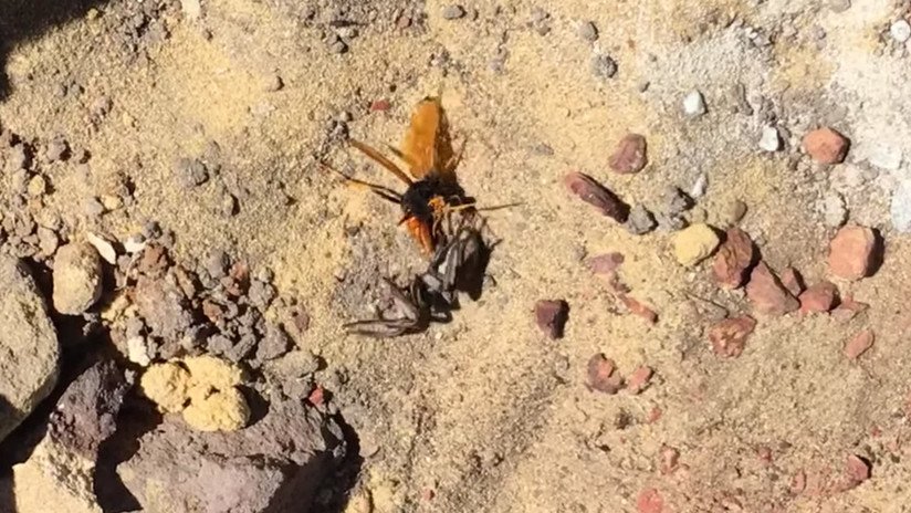 Filman una batalla mortal entre una araña y un avispón en Australia (VIDEO)
