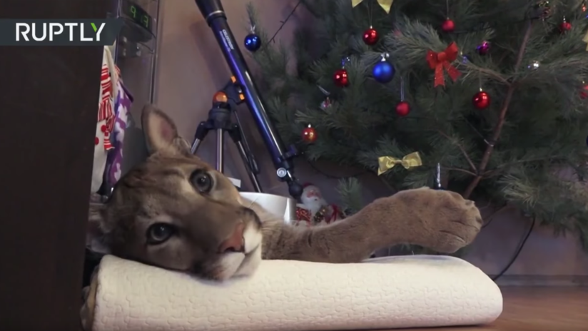 "Nuestro gato Messi": Esta joven pareja rusa convive con un puma en su apartamento (VIDEOS, FOTOS)