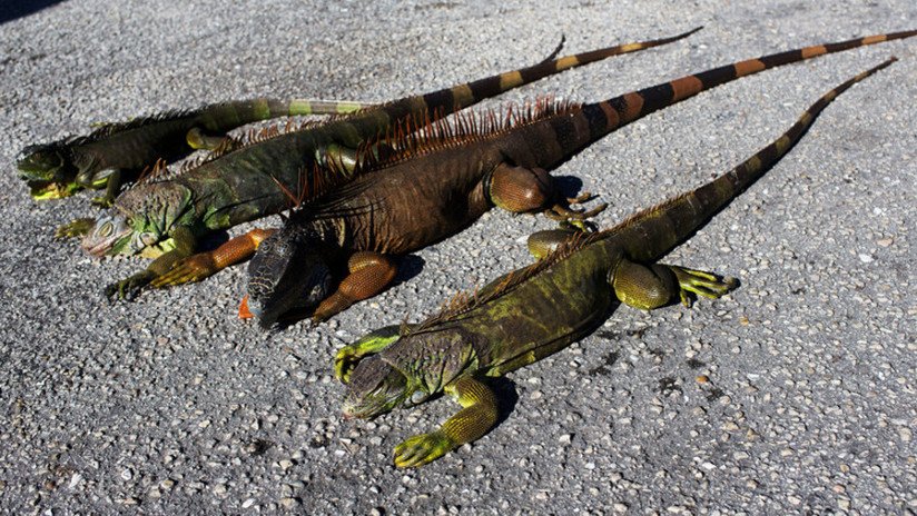 Iguanas descongeladas atacan a residentes en Florida