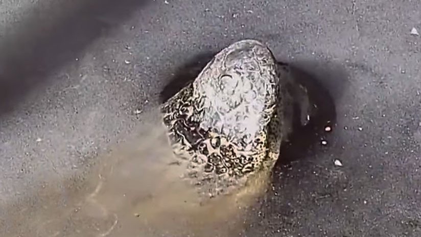 Impactante video: Caimanes incrustados en el hielo 'se descongelan' y salen como si nada del agua