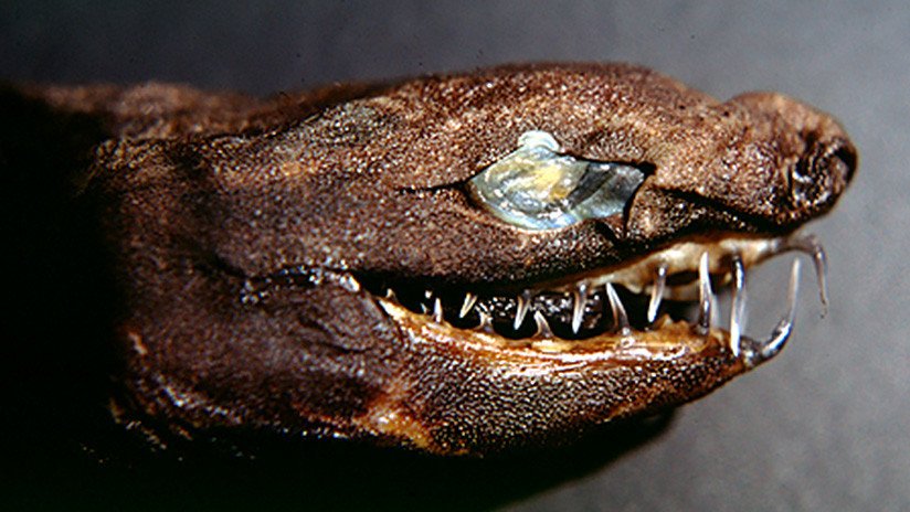 FOTOS: Estos 'tiburones víboras' estremecen con sus mandíbulas a lo 'Alien'