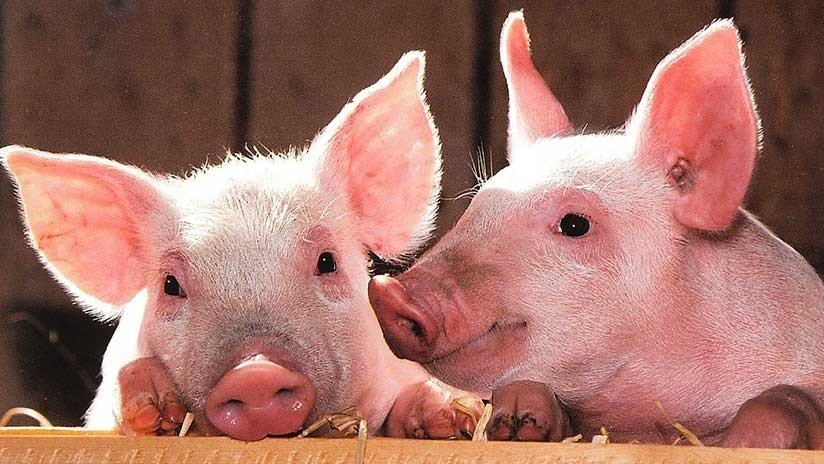 Video: Un cerdo salva a su compañero en el matadero