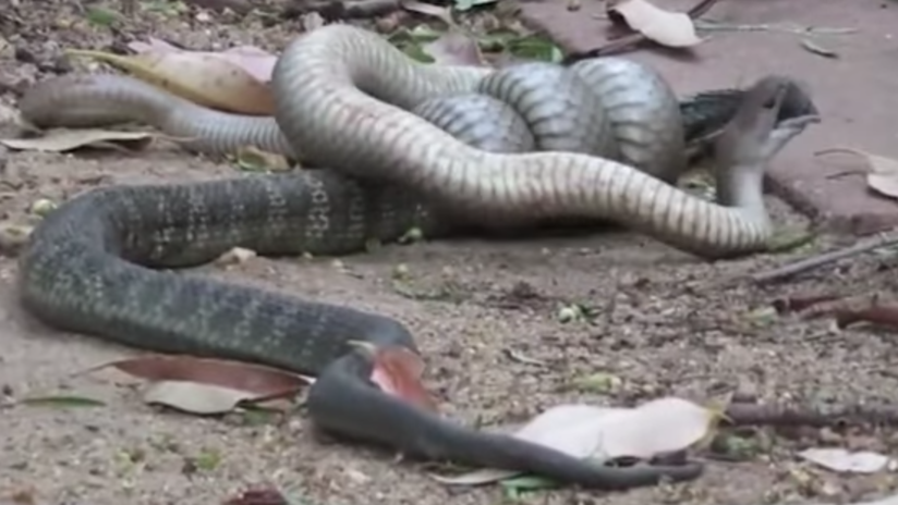 VIDEO: Dos serpientes venenosas luchan a muerte en el jardín de una casa de Australia