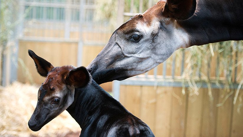 El zoológico de Londres bautiza a una okapi con el nombre de la novia del príncipe Enrique de Gales