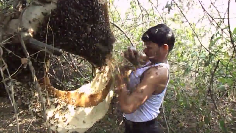 Un recolector de miel en India tiene un insólito método para alejar a las abejas del panal (VIDEOS)
