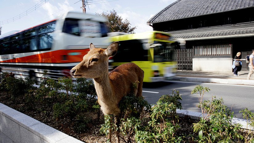 Japón: Trenes braman y ladran para evitar colisiones con los ciervos