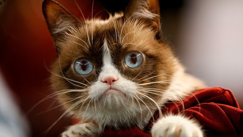 La gata gruñona Grumpy Cat gana una demanda por 710.000 dólares  